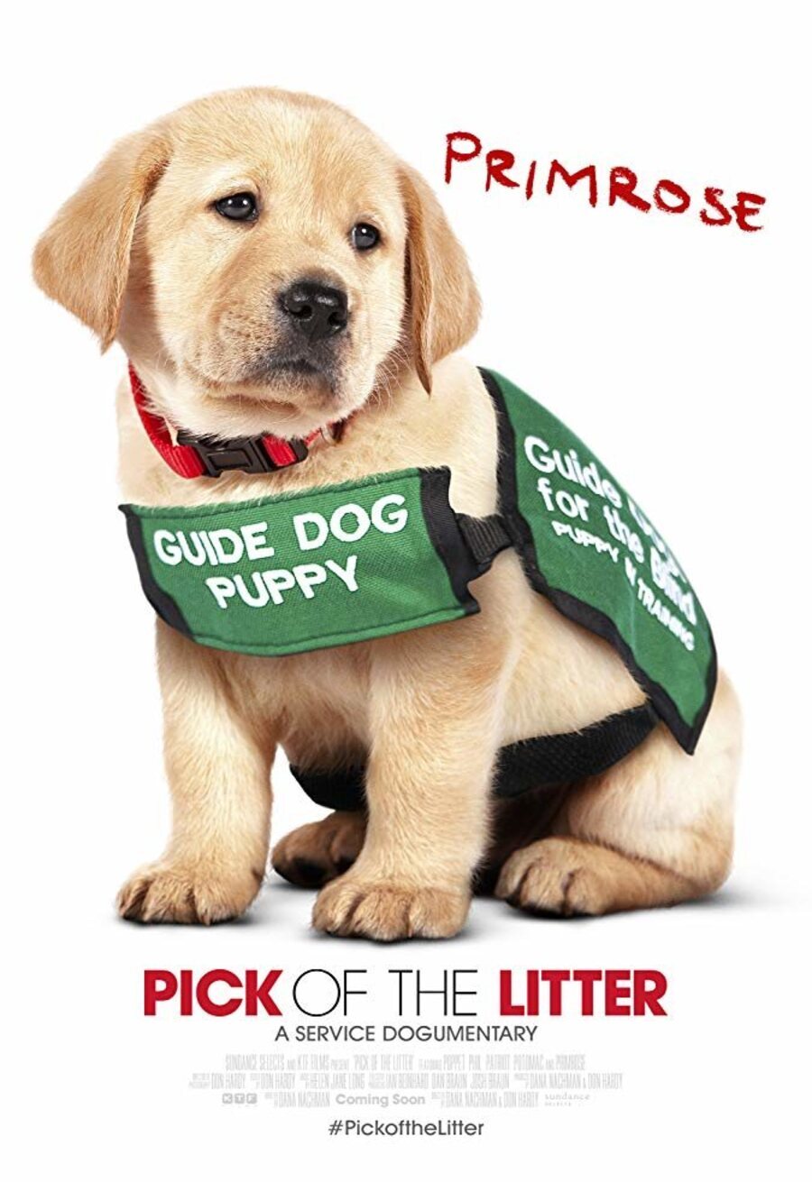 Cartel de Pick of the Litter - Pick of the Litter