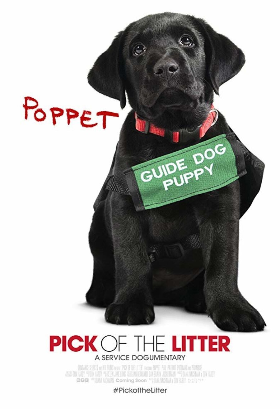 Cartel de Pick of the Litter - Pick of the Litter